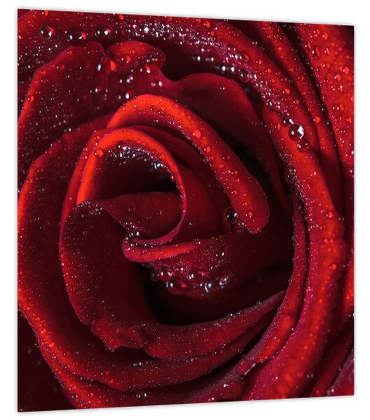 Obraz - Červená růže s kapkami rosy (30x30 cm)
