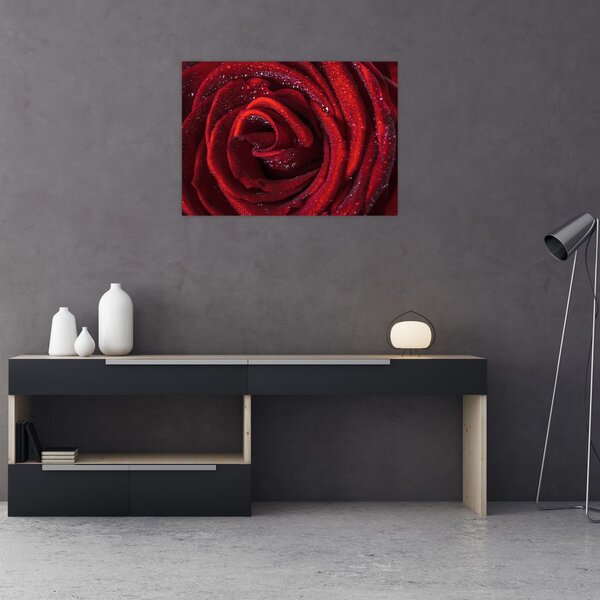 Obraz - Červená růže s kapkami rosy (70x50 cm)