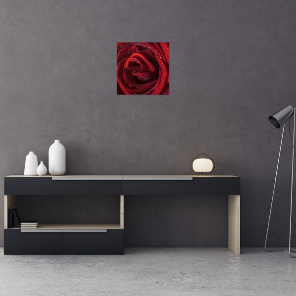 Obraz - Červená růže s kapkami rosy (30x30 cm)