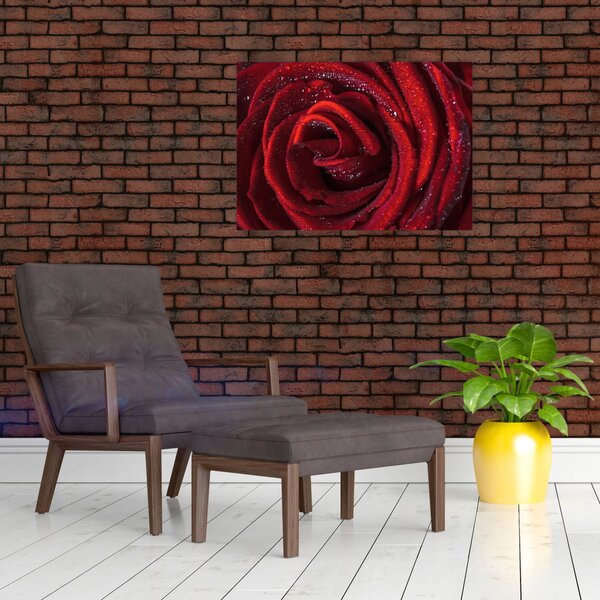 Obraz - Červená růže s kapkami rosy (70x50 cm)