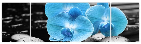 Obraz - Modrá orchidej (170x50 cm)