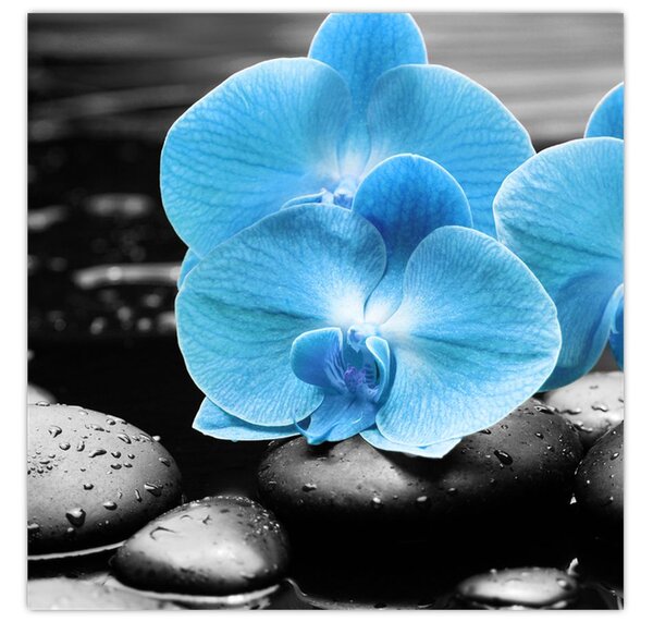 Obraz - Modrá orchidej (30x30 cm)