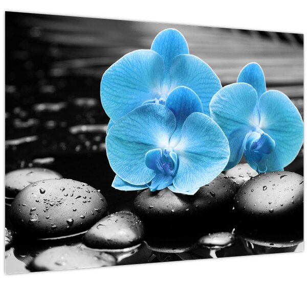 Obraz - Modrá orchidej (70x50 cm)