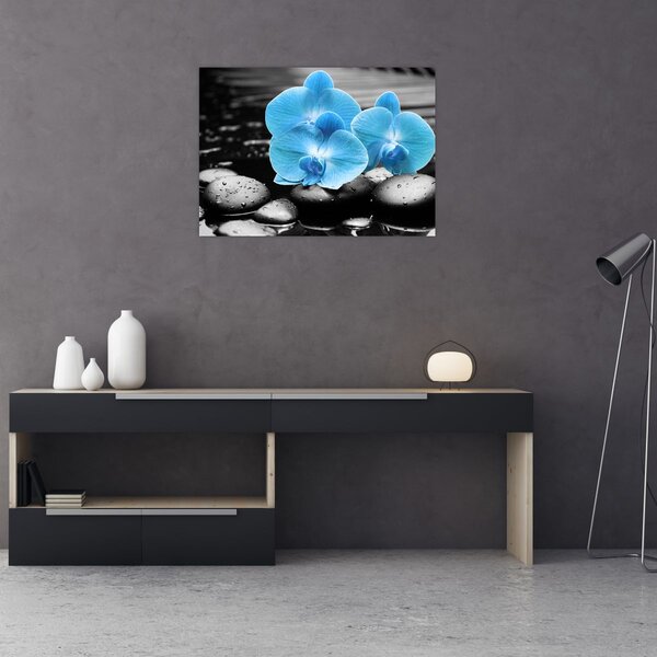 Obraz - Modrá orchidej (70x50 cm)
