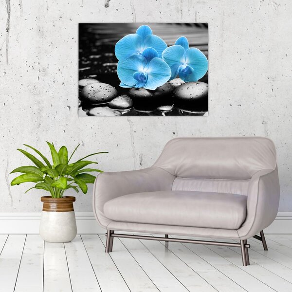 Obraz - Modrá orchidej (70x50 cm)