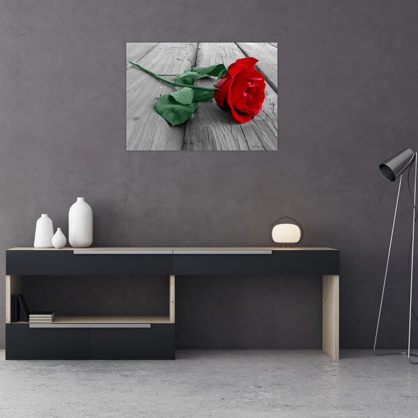 Obraz - Červená růže se zeleným stonkem (70x50 cm)