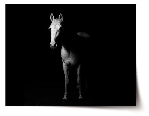 Sablio Plakát Kůň ve stínu - 60x40 cm