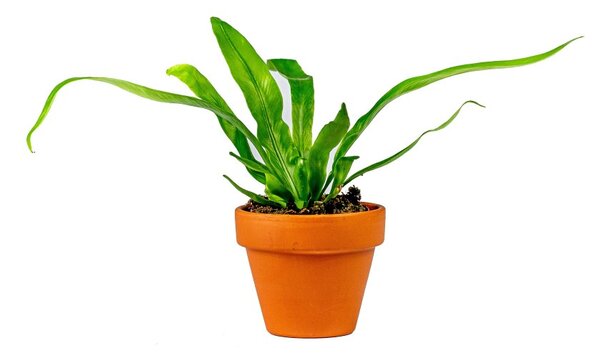 Asplenium antiquum, průměr 6 cm Sleziník