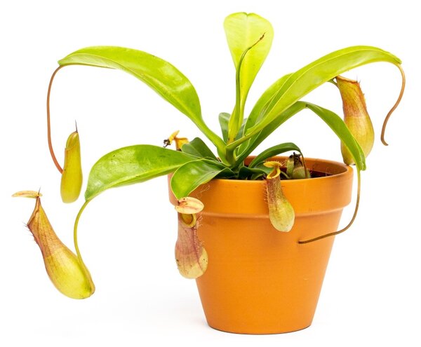 Nepenthes alata, průměr 12 cm Láčkovka