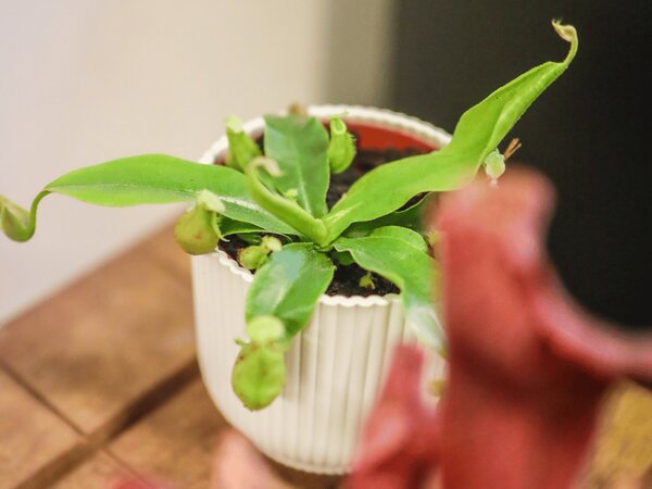 Nepenthes mix, průměr 9 cm Láčkovka