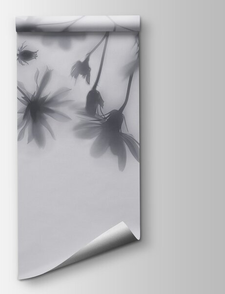 Fototapeta Skupina květin na bílém pozadí, Designové fototapety na zeď, Populární fototapety, w01469v2 - Tapeko.co.cz