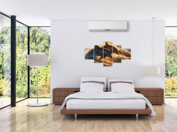 Obraz - Delfíni (125x70 cm)