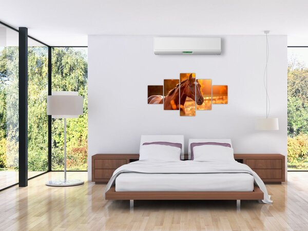 Obraz - Kůň v západu slunce (125x70 cm)