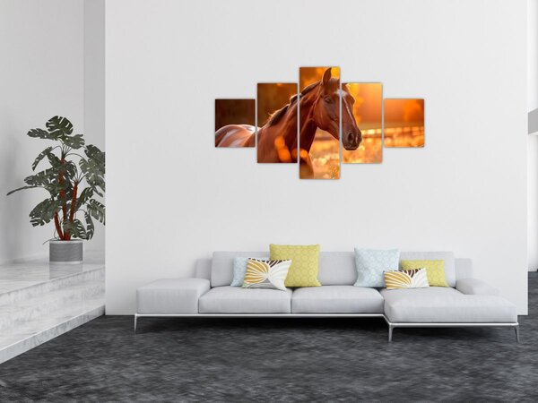 Obraz - Kůň v západu slunce (125x70 cm)