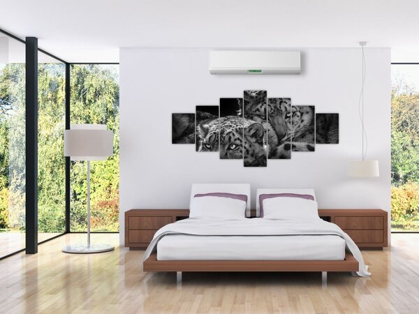Obraz - Odpočívající gepardi (210x100 cm)