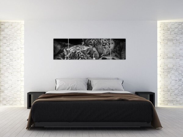 Obraz - Odpočívající gepardi (170x50 cm)