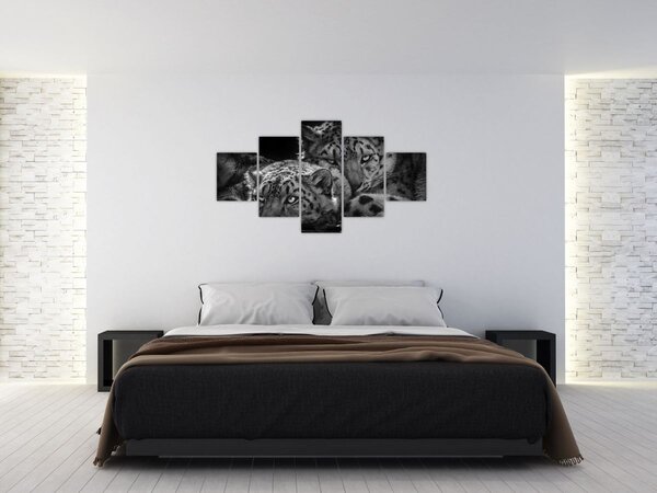 Obraz - Odpočívající gepardi (125x70 cm)