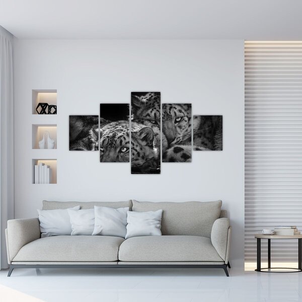 Obraz - Odpočívající gepardi (125x70 cm)