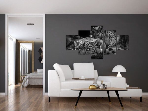 Obraz - Odpočívající gepardi (125x70 cm)