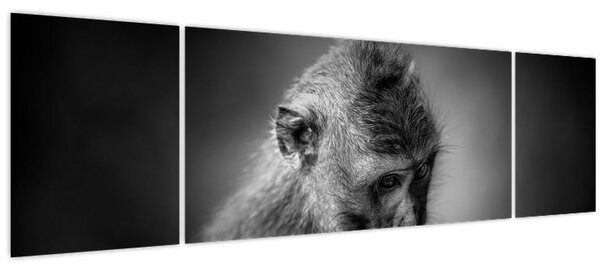 Obraz - Opička (170x50 cm)