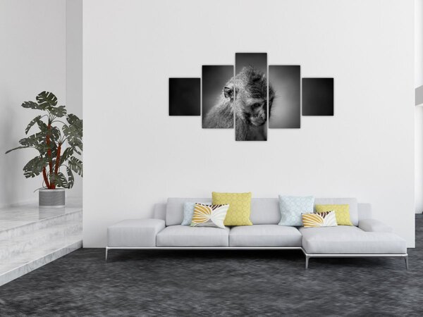 Obraz - Opička (125x70 cm)