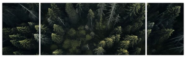 Obraz - Les (170x50 cm)
