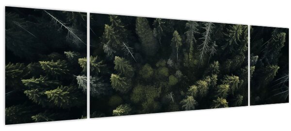 Obraz - Les (170x50 cm)