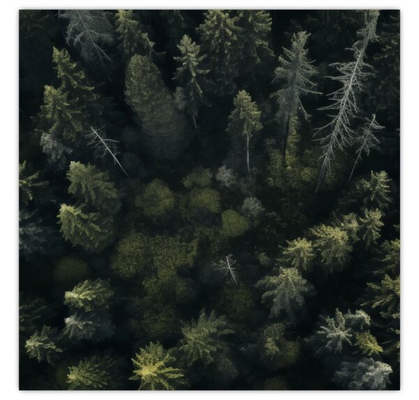Obraz - Les (30x30 cm)