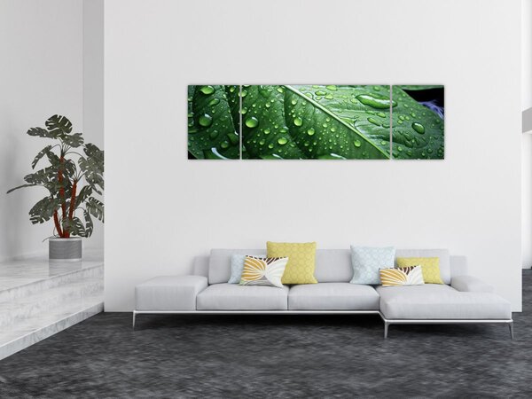 Obraz - Detail listu po dešti (170x50 cm)