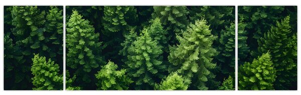 Obraz - Les (170x50 cm)