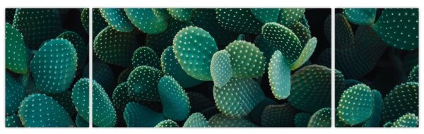 Obraz - Opuncie (170x50 cm)