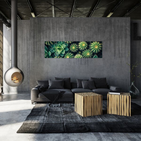 Obraz - Kaktusy (170x50 cm)