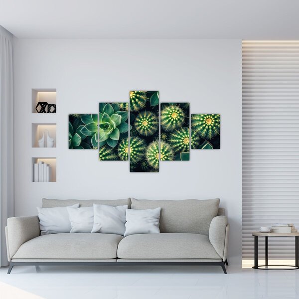 Obraz - Kaktusy (125x70 cm)