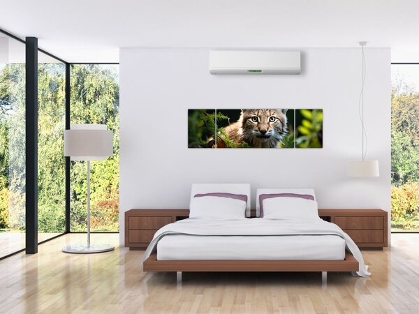 Obraz - Rys (170x50 cm)