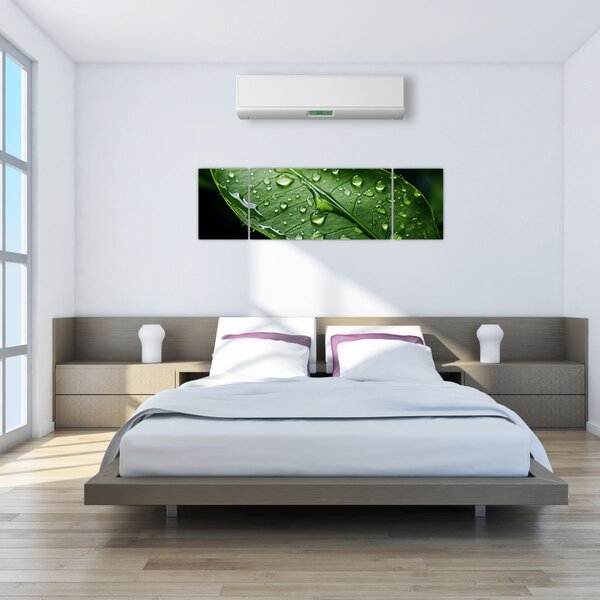 Obraz - List po dešti (170x50 cm)