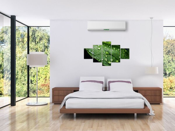 Obraz - List po dešti (125x70 cm)