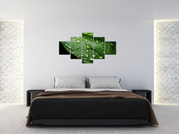 Obraz - List po dešti (125x70 cm)