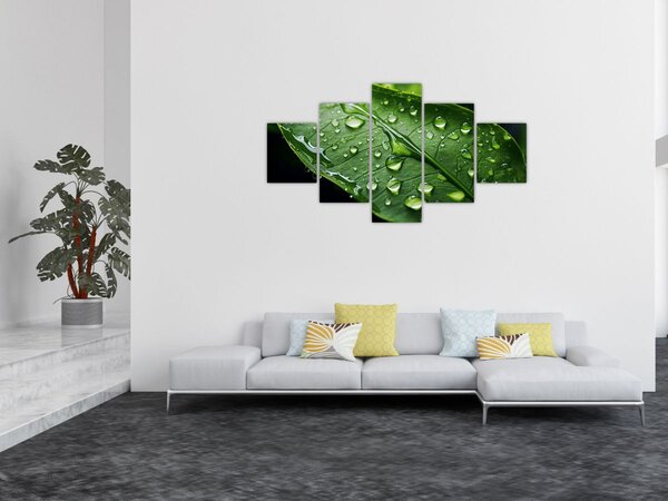 Obraz - List po dešti (125x70 cm)