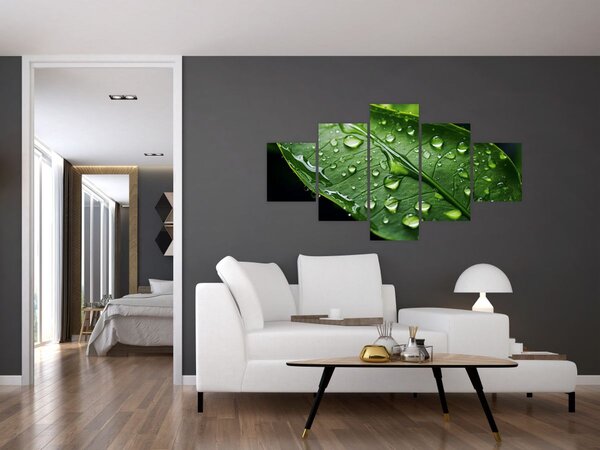 Obraz - List po dešti (125x70 cm)