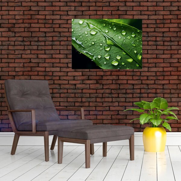Obraz - List po dešti (70x50 cm)