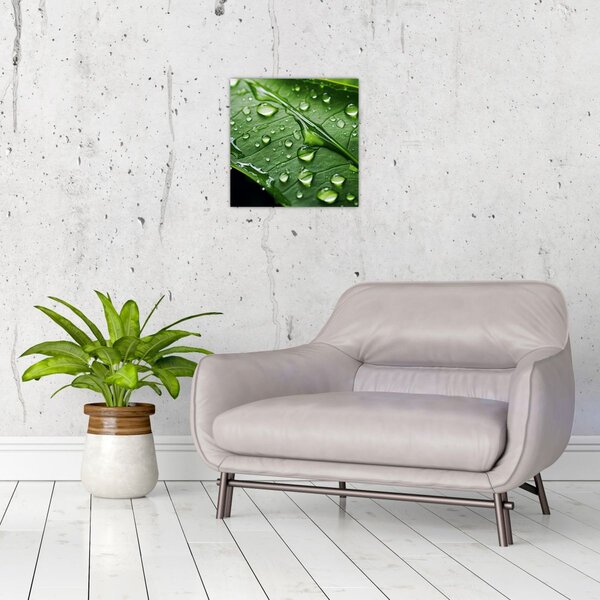 Obraz - List po dešti (30x30 cm)