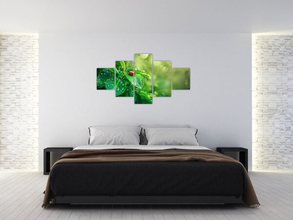Obraz - Beruška (125x70 cm)