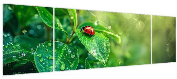 Obraz - Beruška (170x50 cm)