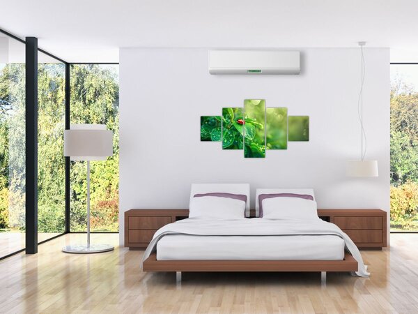 Obraz - Beruška (125x70 cm)