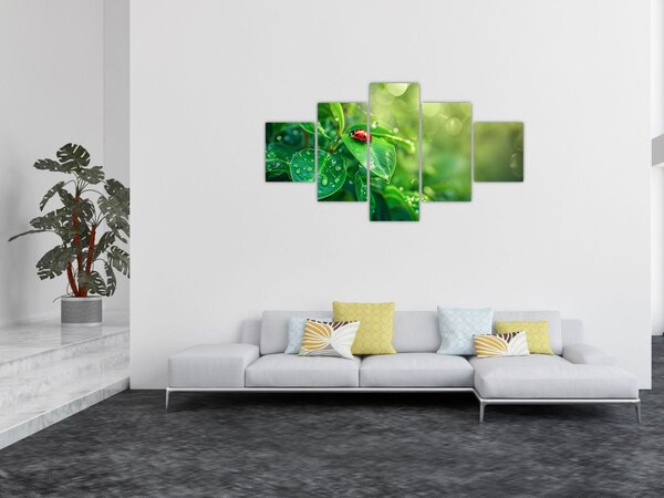Obraz - Beruška (125x70 cm)