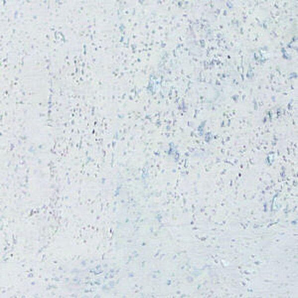 GRANORTE Corkline Standard white KP0371 - 1.89 m2