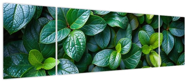 Obraz - Zelené rostliny (170x50 cm)