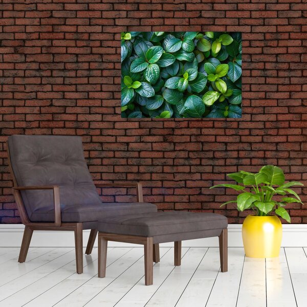 Obraz - Zelené rostliny (70x50 cm)