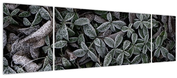 Obraz - Zmrzlé rostliny (170x50 cm)
