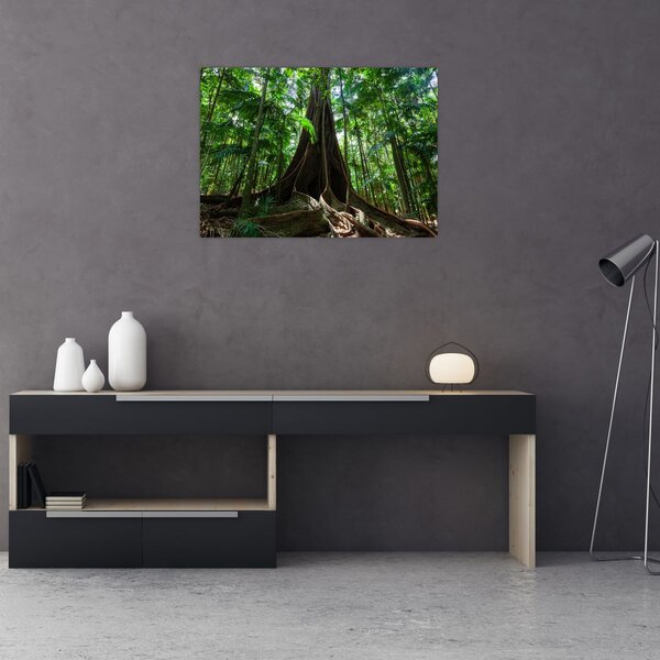 Obraz - Kořeny stromu (70x50 cm)
